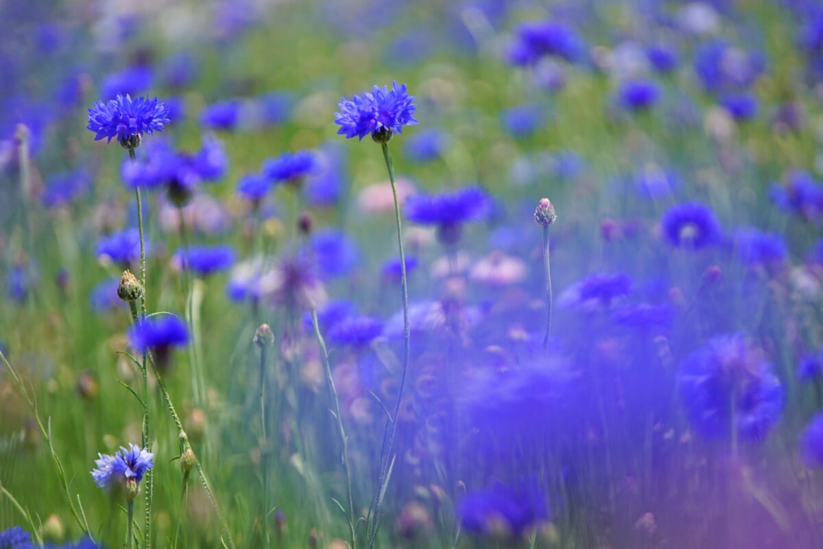 イシックス馬入のお花畑の写真 