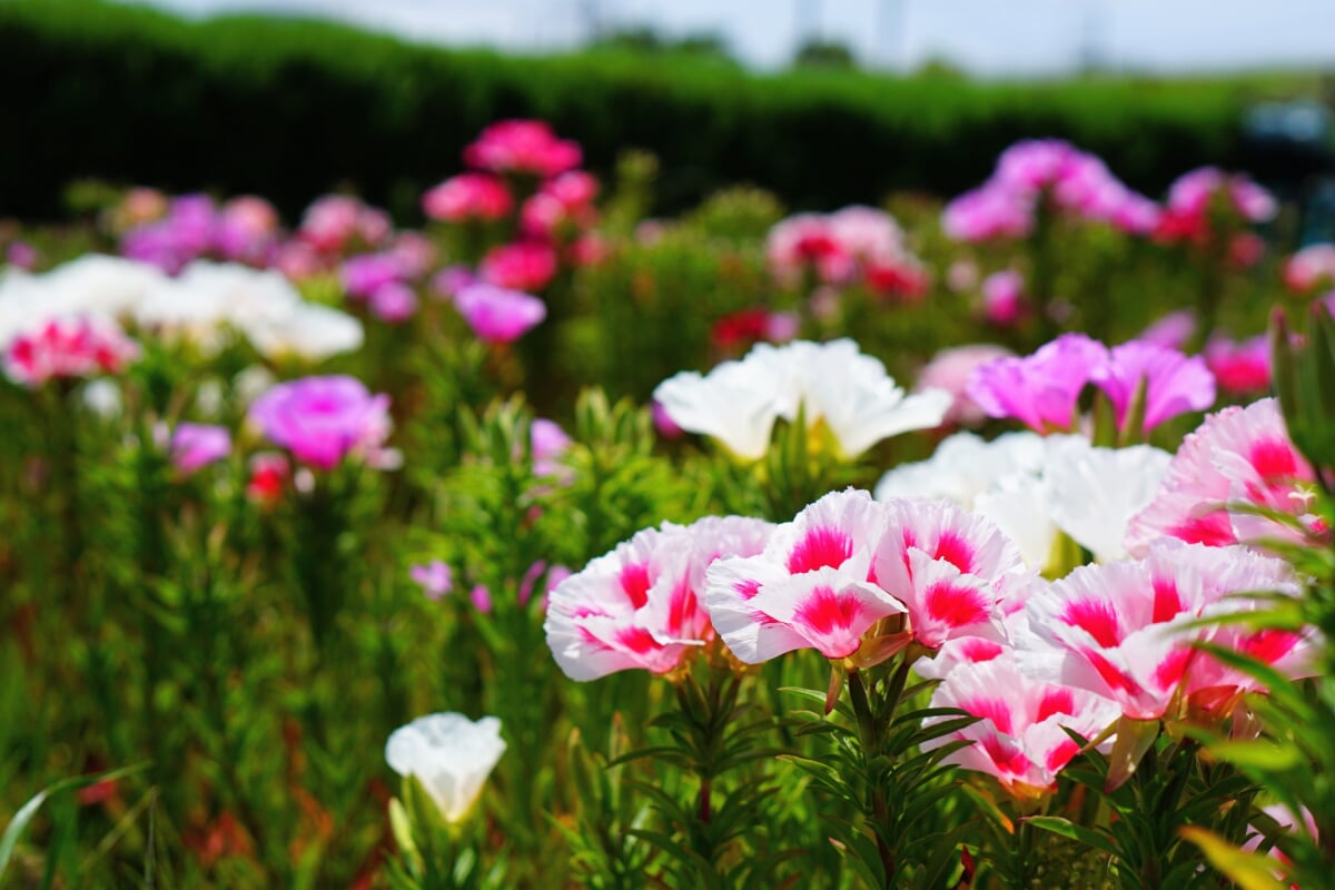 イシックス馬入のお花畑の写真 