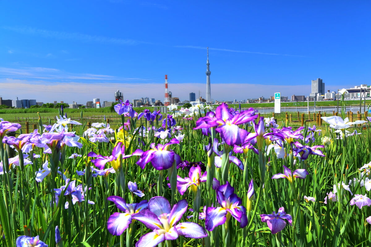 堀切公園の写真 ©くろふね(CC BY 3.0)