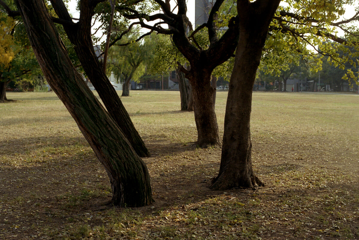 難波宮跡公園の写真 ©shikabane taro(CC BY 3.0)