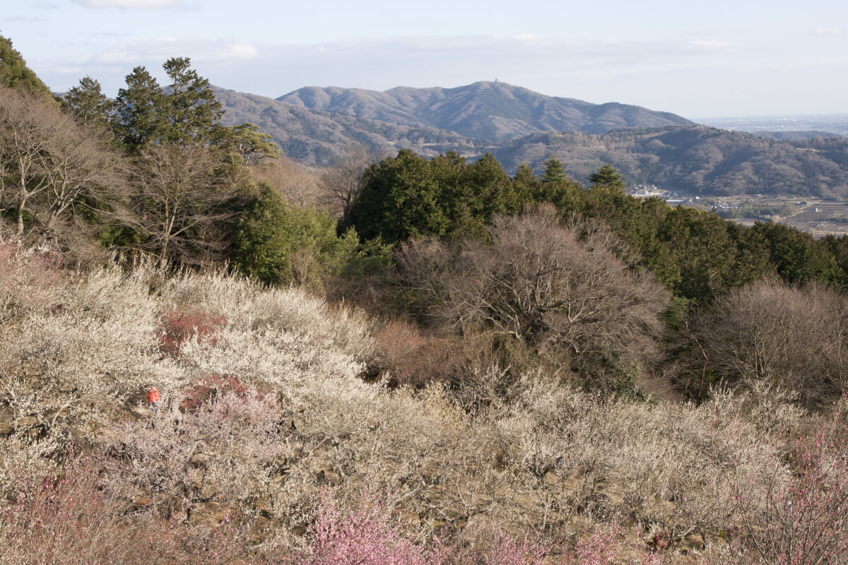 筑波山梅林の写真 ©Σ64(CC BY 3.0)