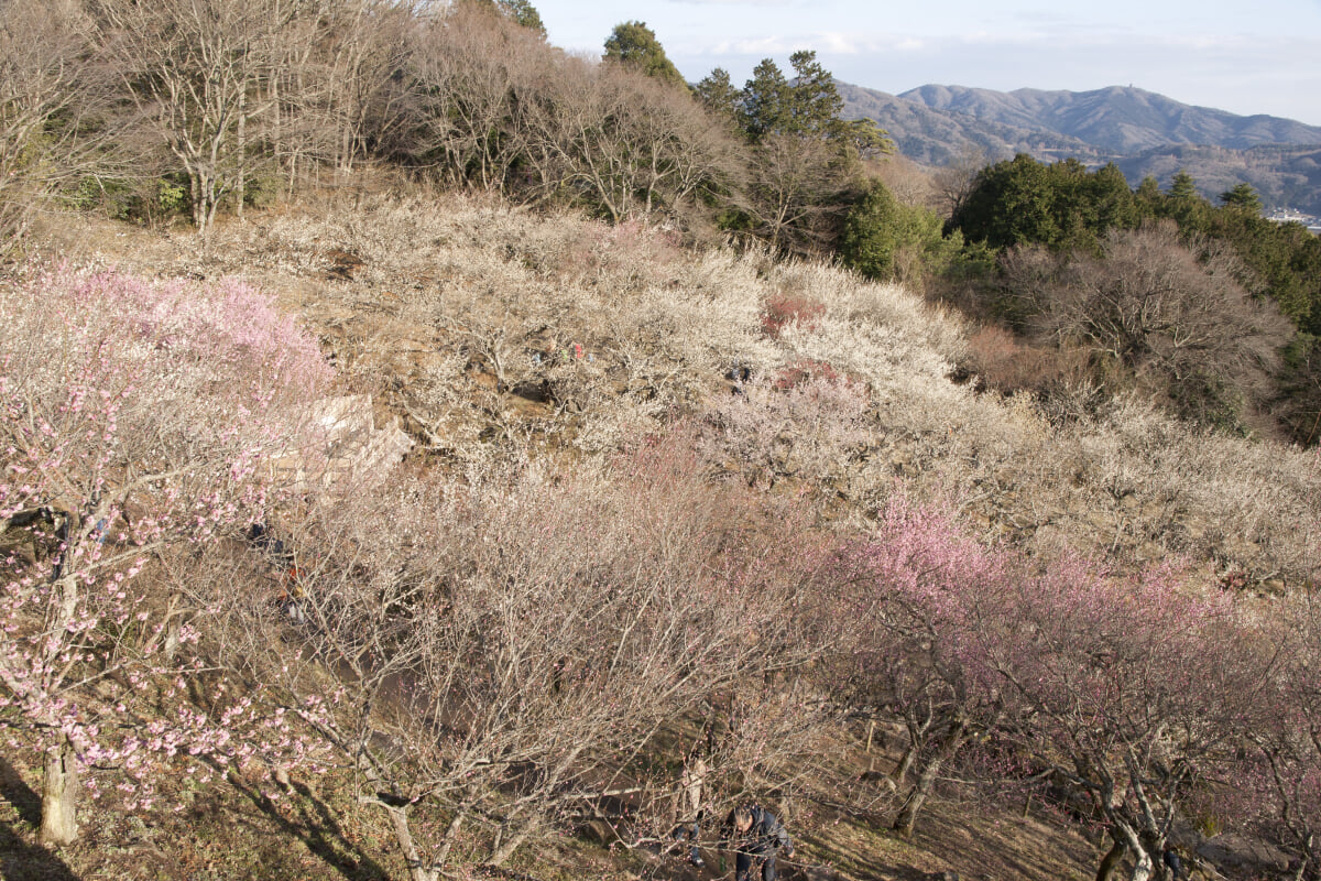 筑波山梅林の写真 ©Σ64(CC BY 3.0)