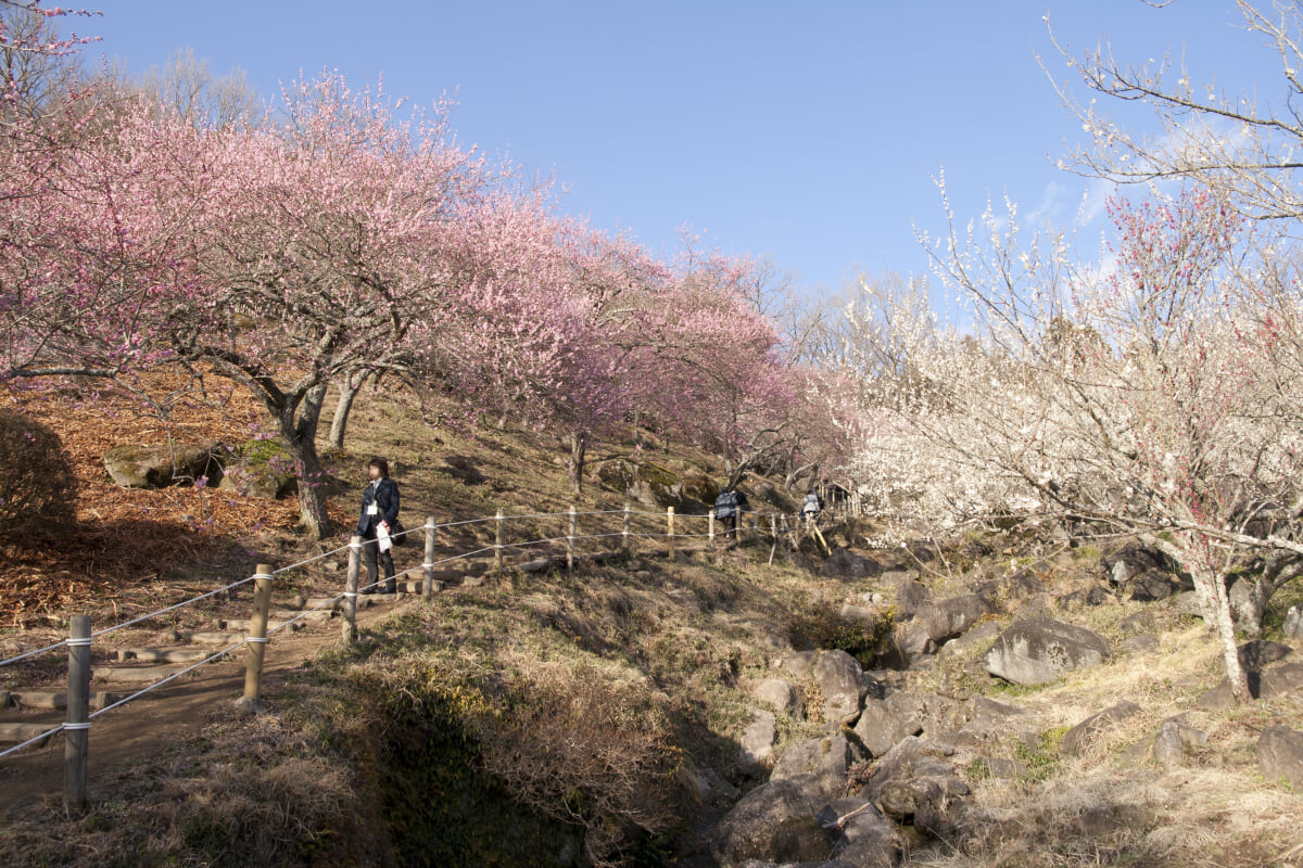 筑波山梅林の写真 ©Σ64(CC BY 3.0)