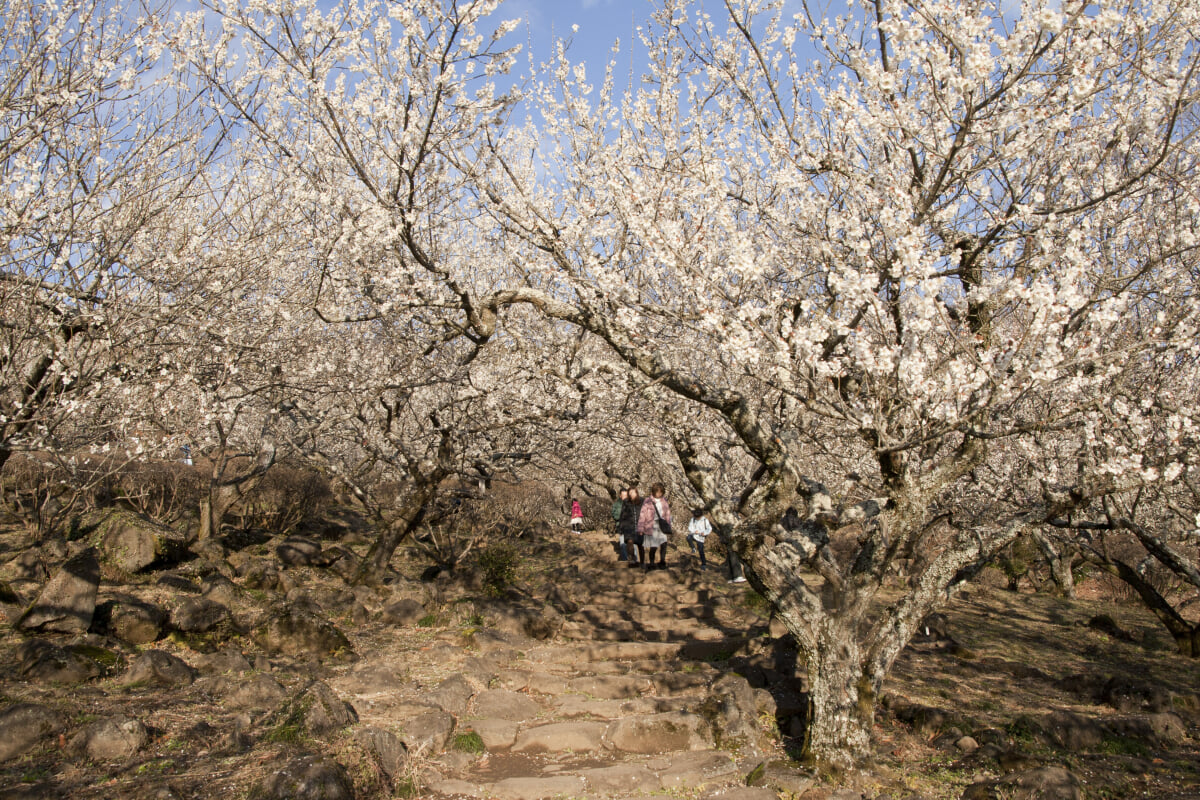 筑波山梅林の写真 ©Σ64(CC BY 3.0)