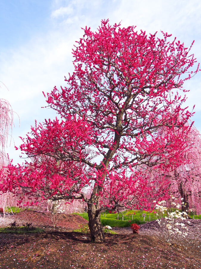 鈴鹿の森庭園の写真 ©T.Kiya(CC BY-SA 2.0)