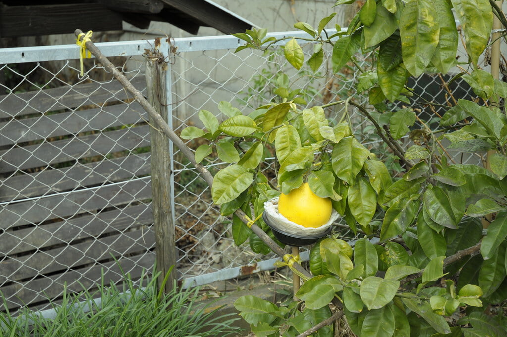 西窪稲荷神社の写真 ©saname777(CC BY 2.0)