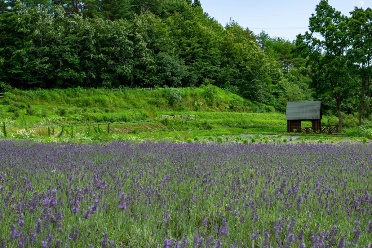 玉虫沼農村公園「かおりの広場」の写真 