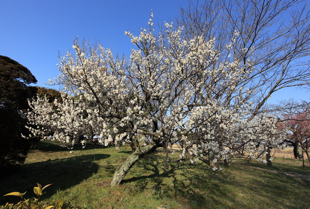 中の島公園の写真 ©TANAKA Juuyoh (田中十洋)(CC BY 2.0)