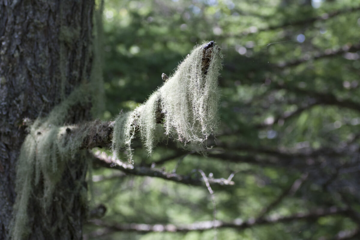 御泉水自然園の写真 ©Masaya I(CC BY-SA 3.0)