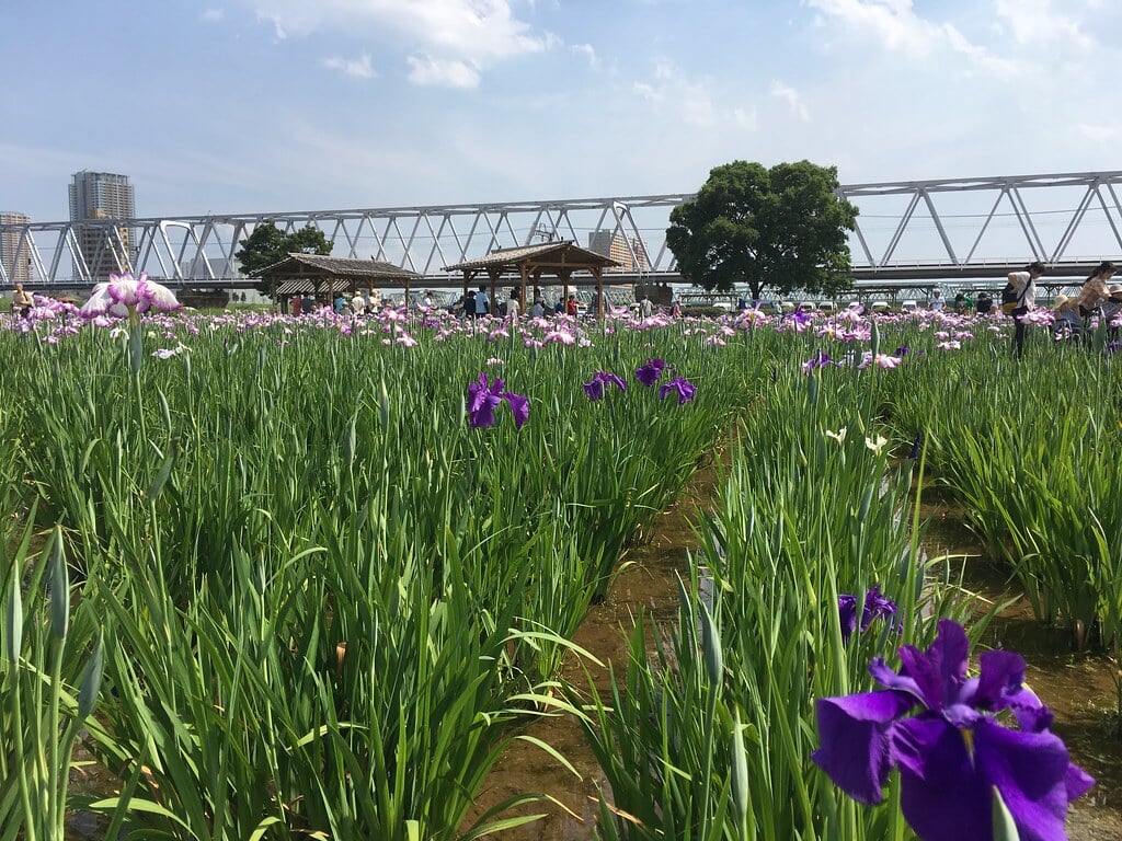 小岩菖蒲園の写真 ©Mikhail Kotykhov(CC BY 2.0)