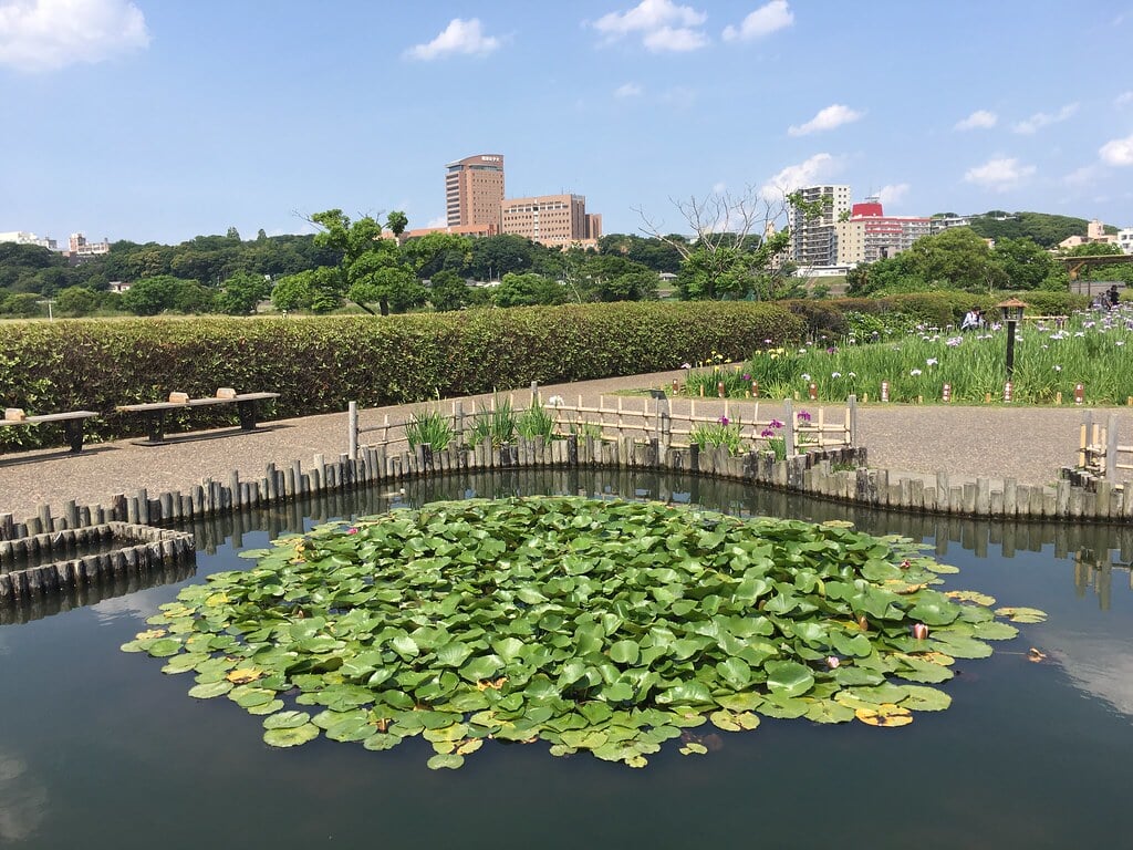 小岩菖蒲園の写真 ©Mikhail Kotykhov(CC BY 2.0)