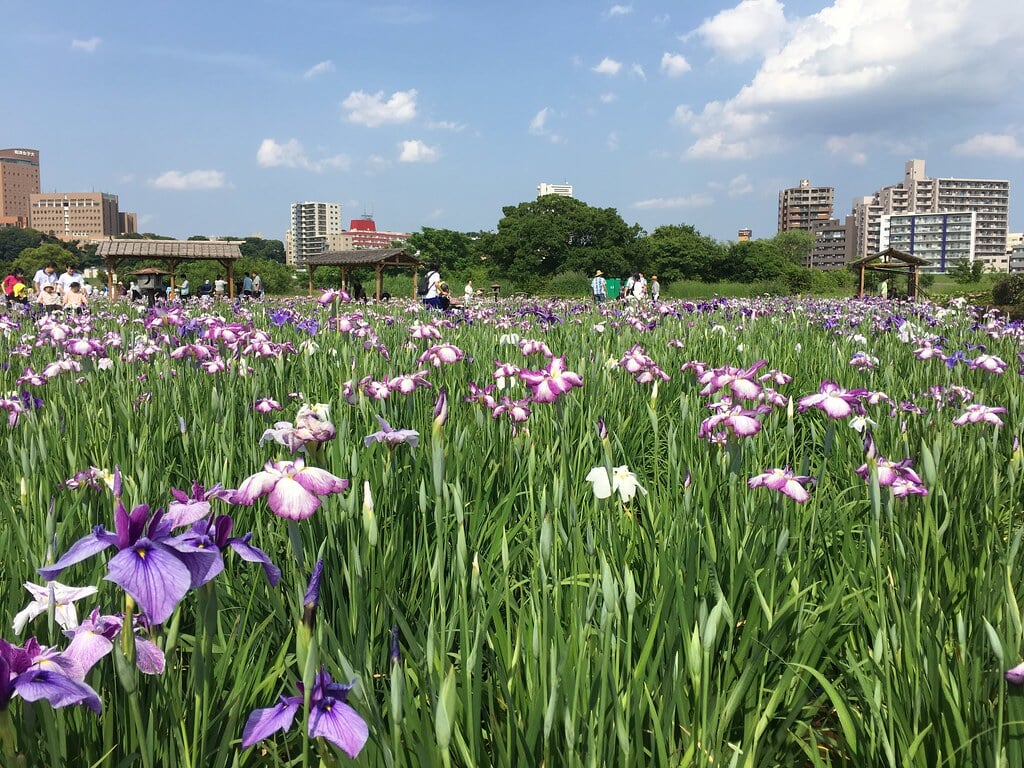 小岩菖蒲園の写真 ©Mikhail Kotykhov(CC BY 2.0)