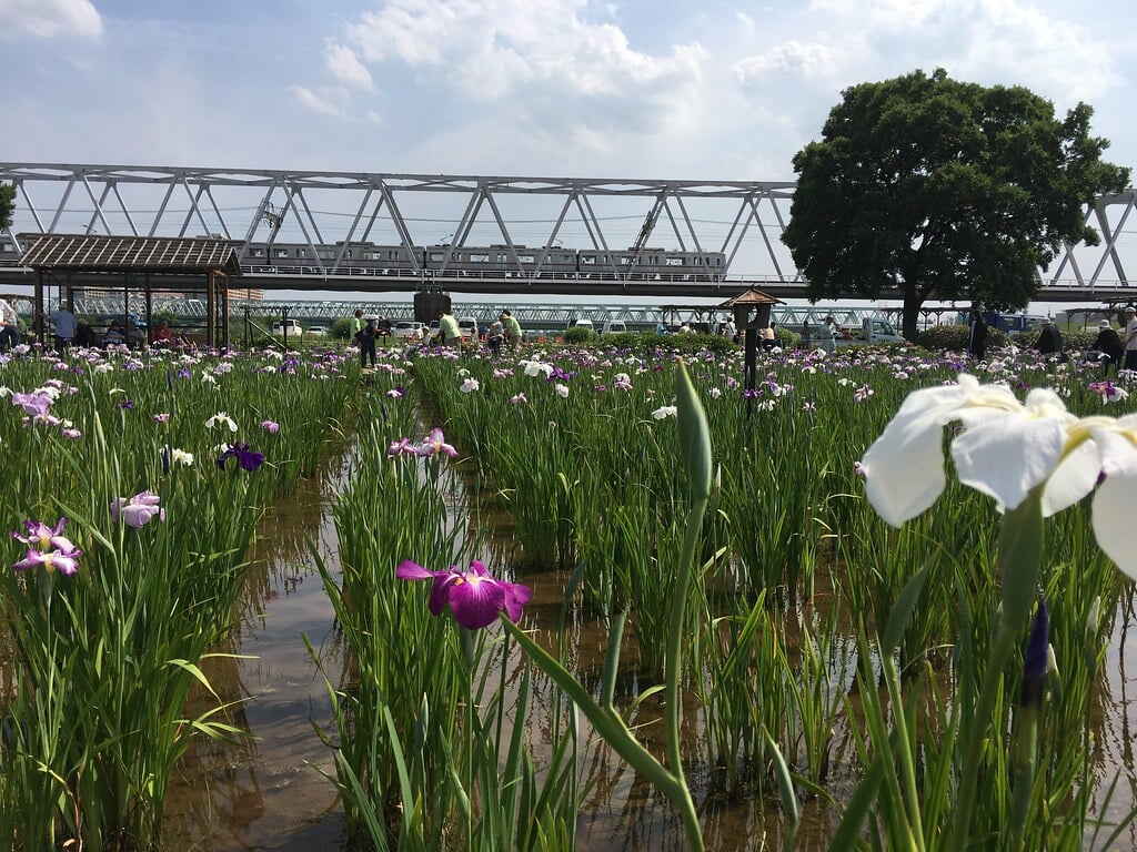 小岩菖蒲園の写真 ©Mikhail Kotykhov(CC BY 2.0)