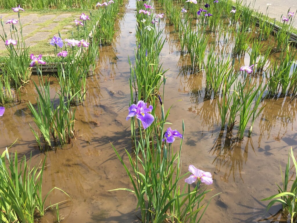 小岩菖蒲園の写真 ©Mikhail Kotykhov(CC BY 2.0)