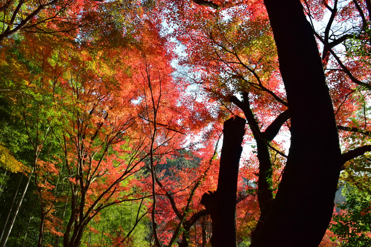 内々神社の写真 ©Bariston(CC BY-SA 4.0)