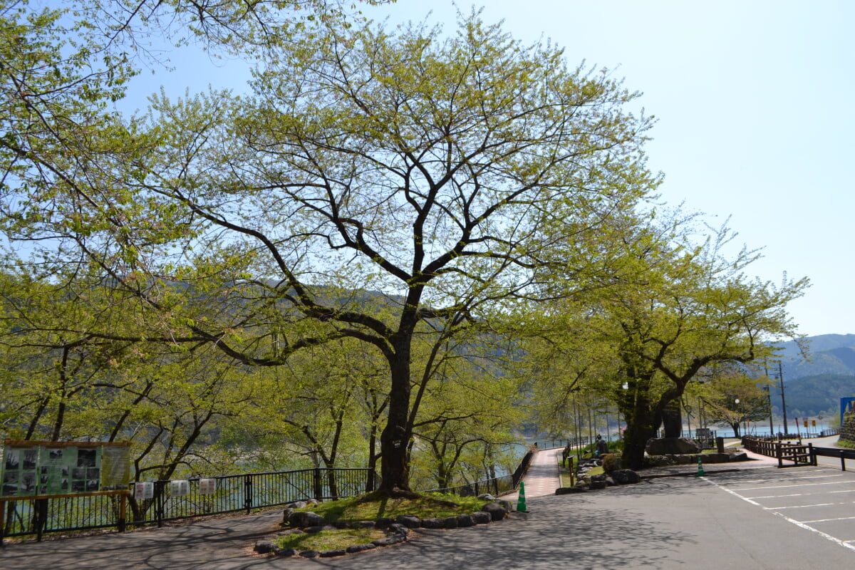 荘川桜の写真 ©先従隗始(CC0)