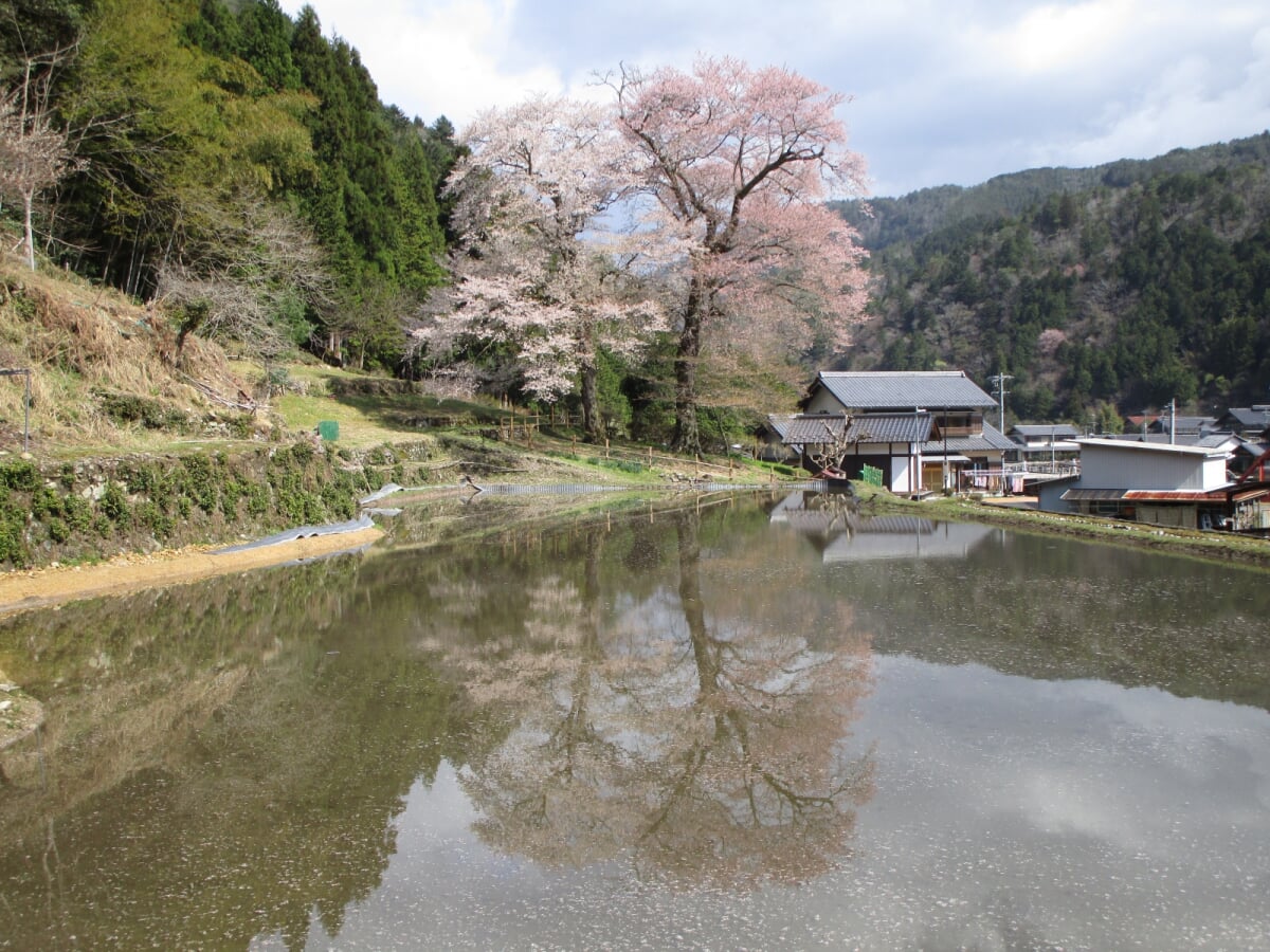 苗代桜の写真 ©聖石大戦ぶぅぶぅ(CC BY-SA 4.0)