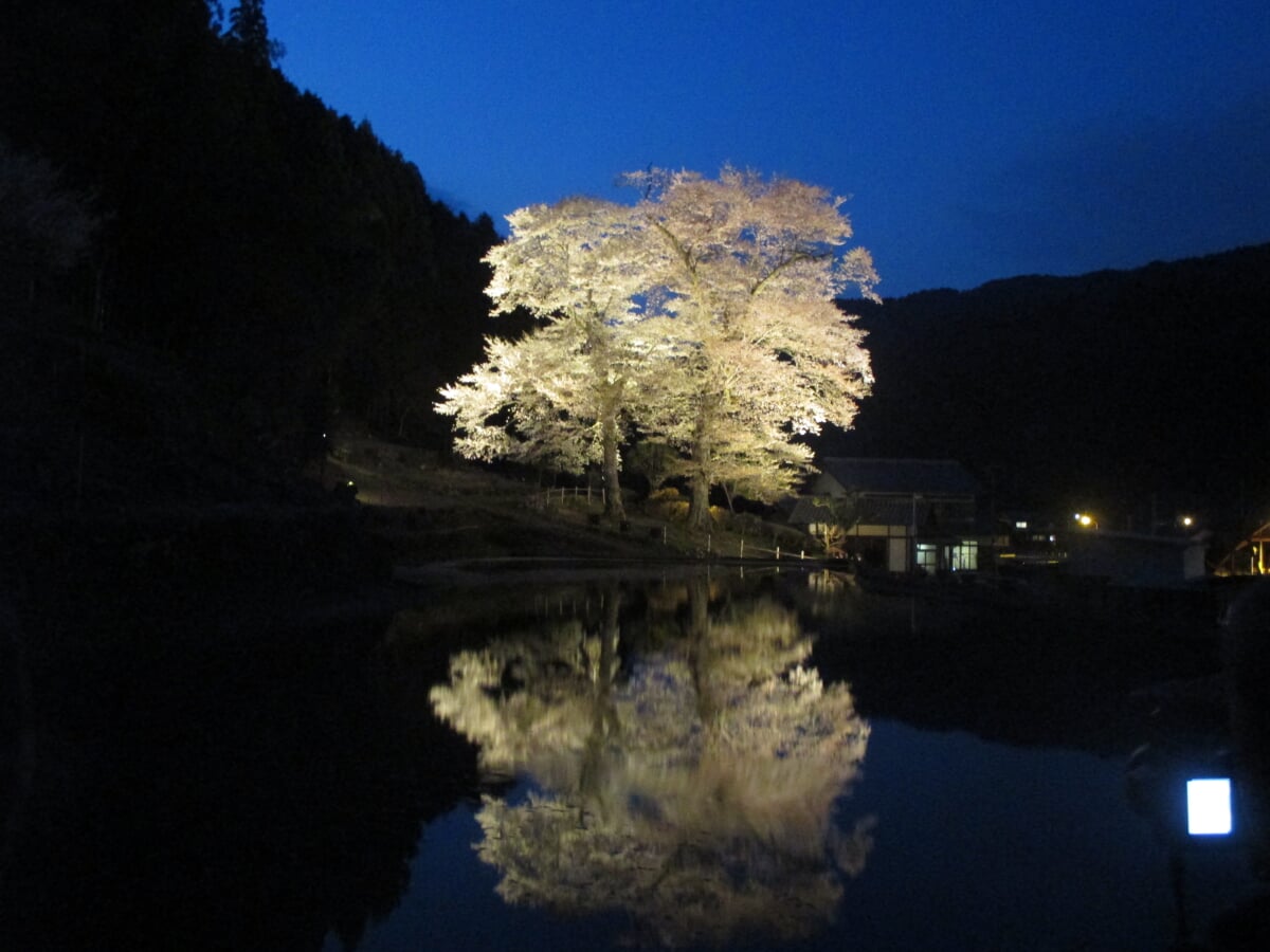 苗代桜の写真 ©大野(CC BY-SA 4.0)