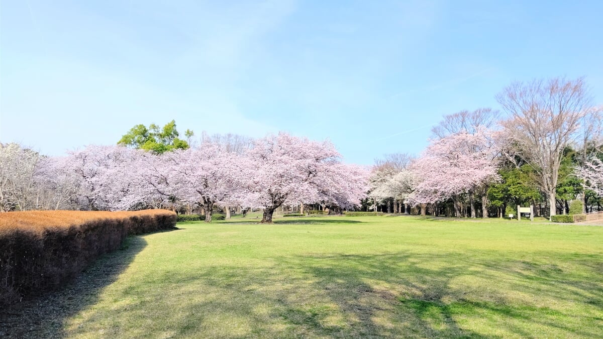 大庭城址公園の写真 