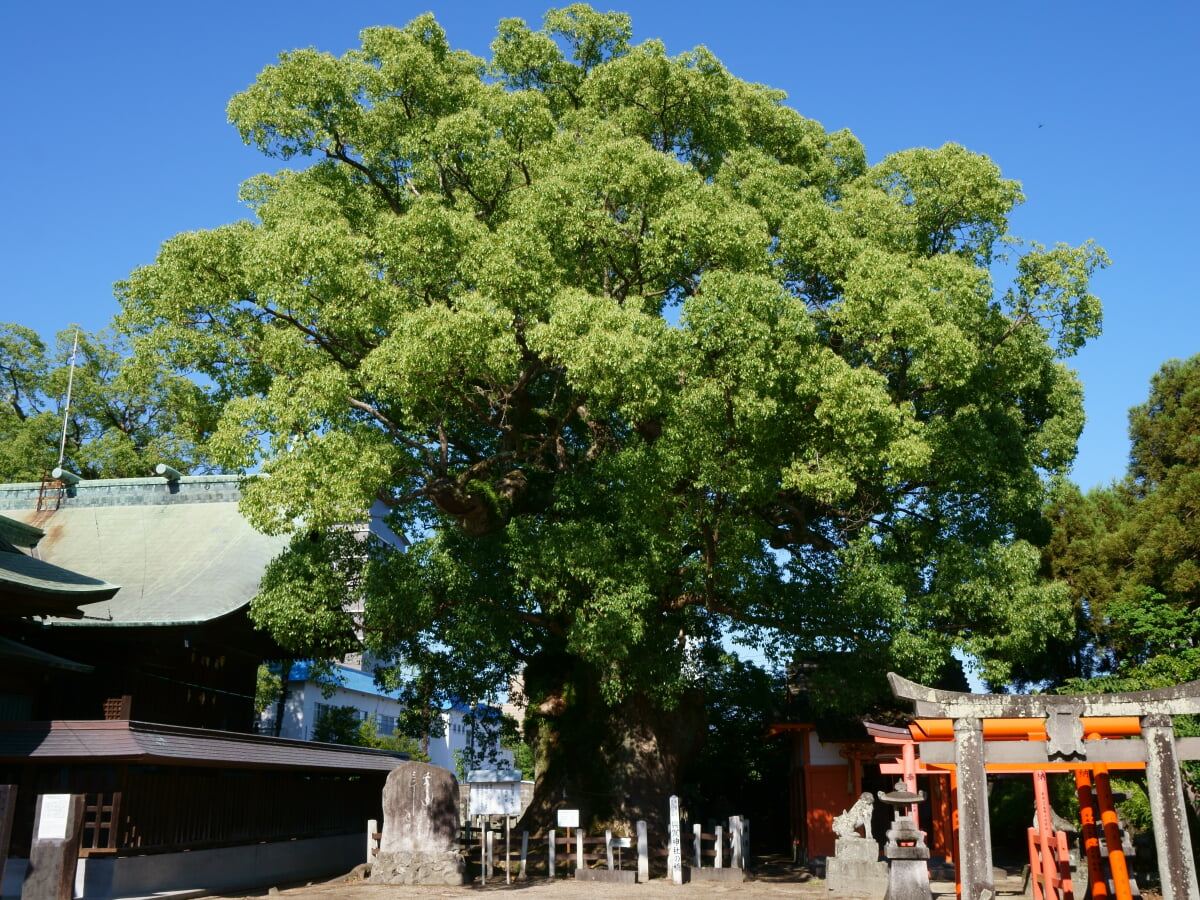 与賀神社の写真 ©Pekachu(CC BY-SA 4.0)