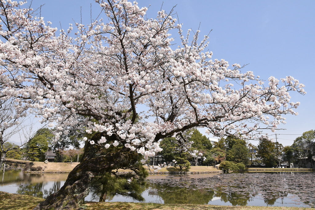 衆楽園の写真 ©津山市立図書館 Public Library of Tsuyama(CC BY 2.0)