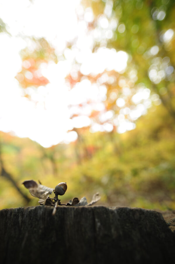 荘川であいの森の写真 ©BONGURI(CC BY-ND 2.0)