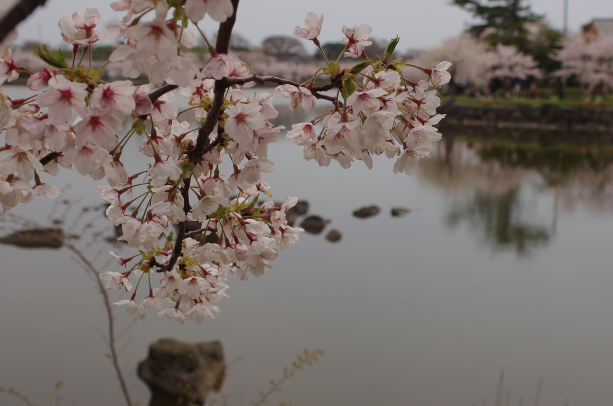 勢至公園の写真 ©Yuya Narita(CC BY-SA 3.0)