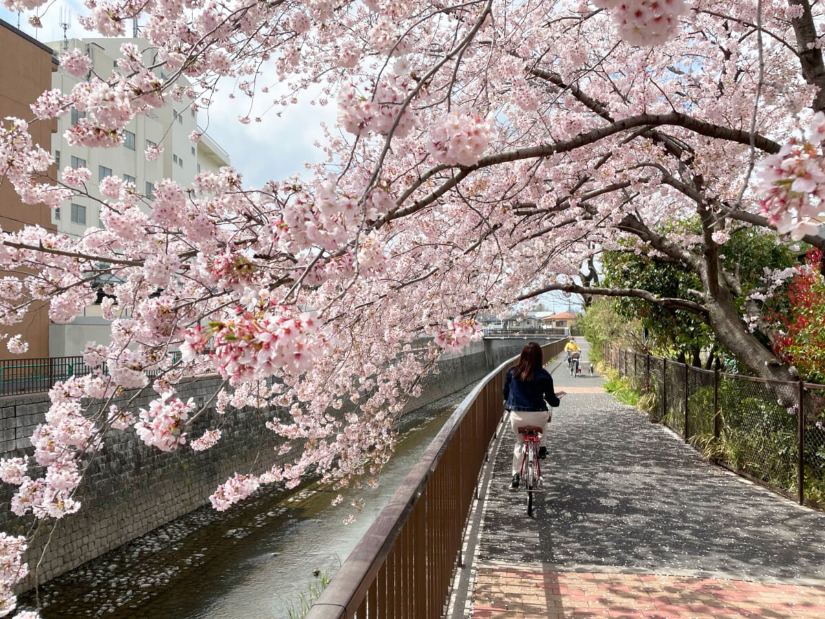 善福寺の写真 ©ウィキ太郎(Public domain)