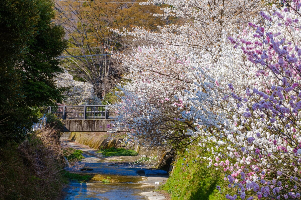 宮城野早川堤の写真 