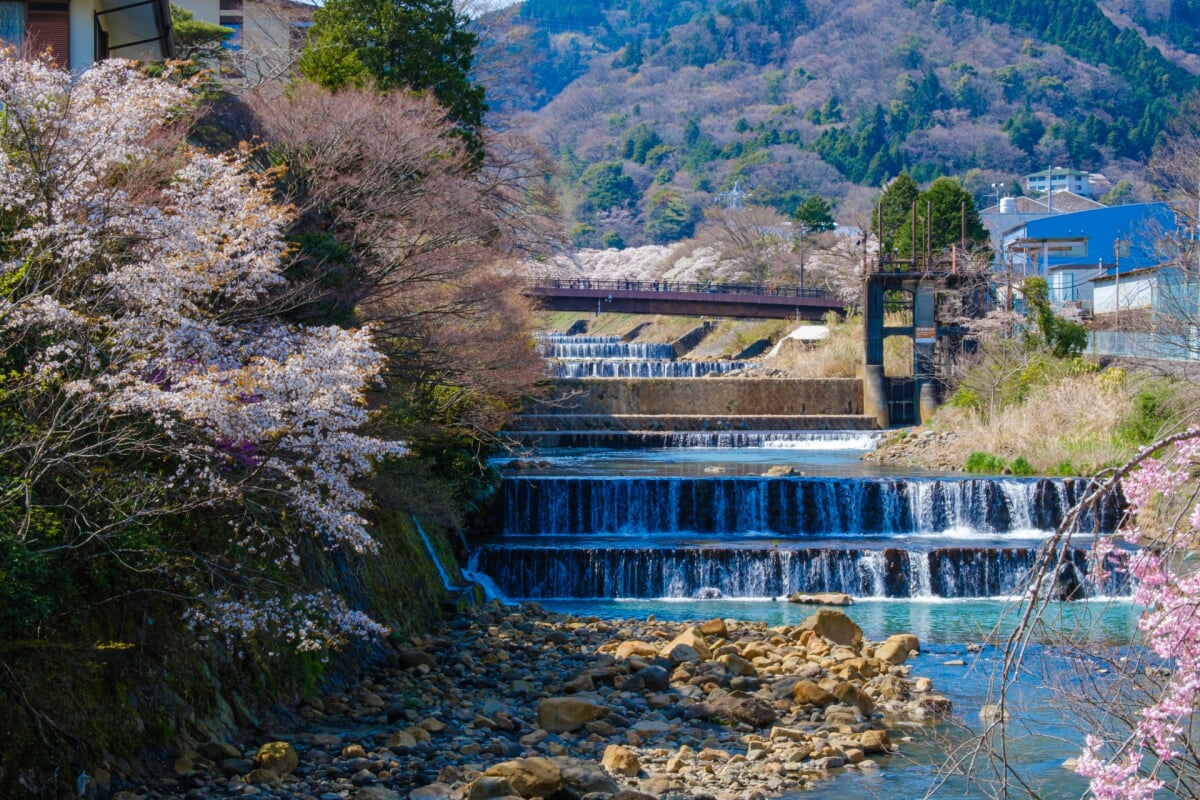 宮城野早川堤の写真 