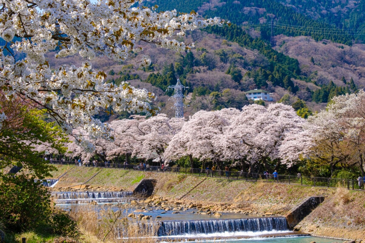 宮城野早川堤の写真 