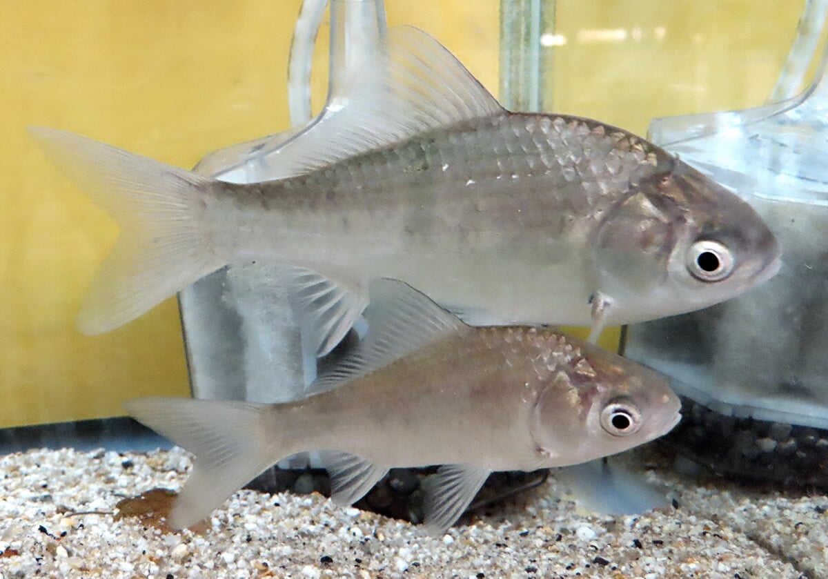 富山大学理学部・氷見市連携研究室 ひみラボ水族館の写真 