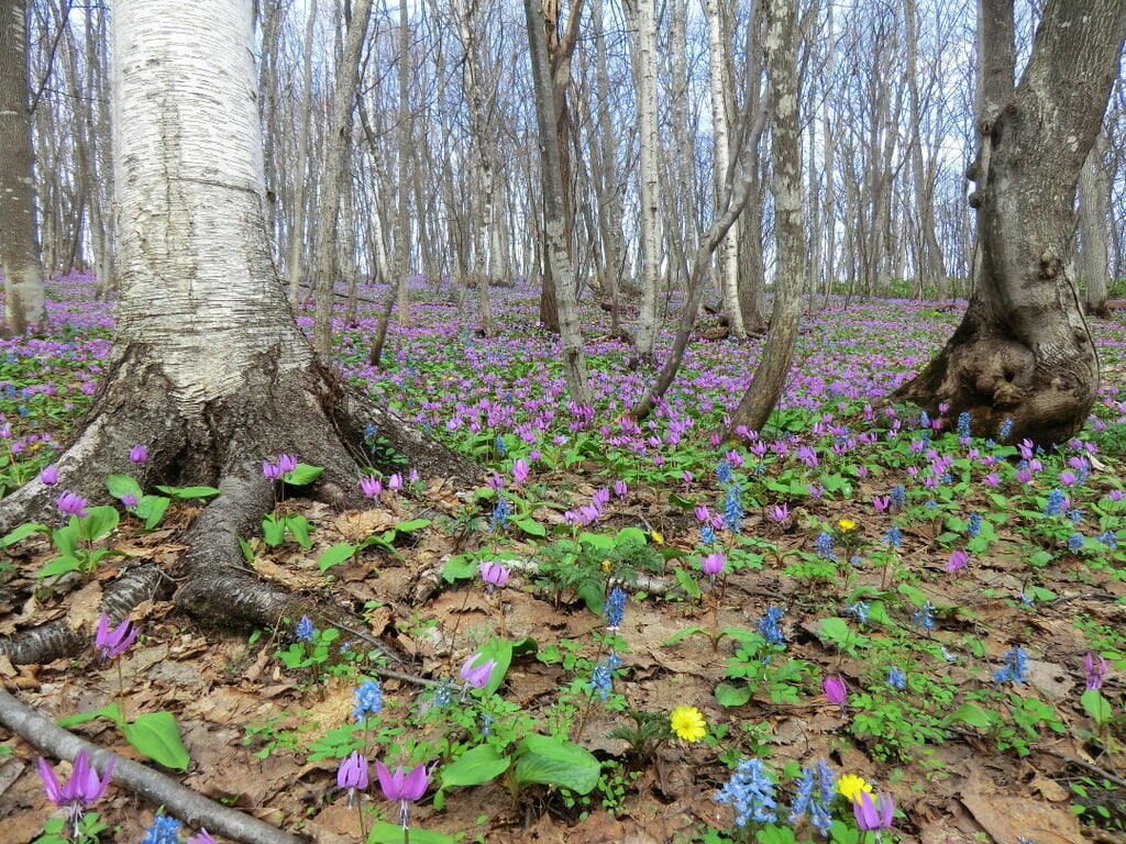 突哨山の写真 ©HaradaHideo(CC BY-SA 3.0)