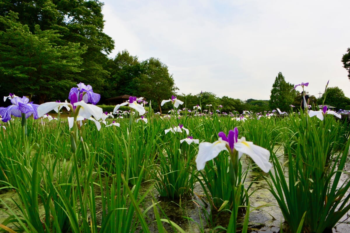  山崎公園(せせらぎ菖蒲園)の写真 