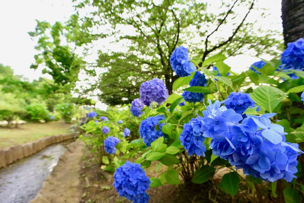  山崎公園(せせらぎ菖蒲園)の写真 