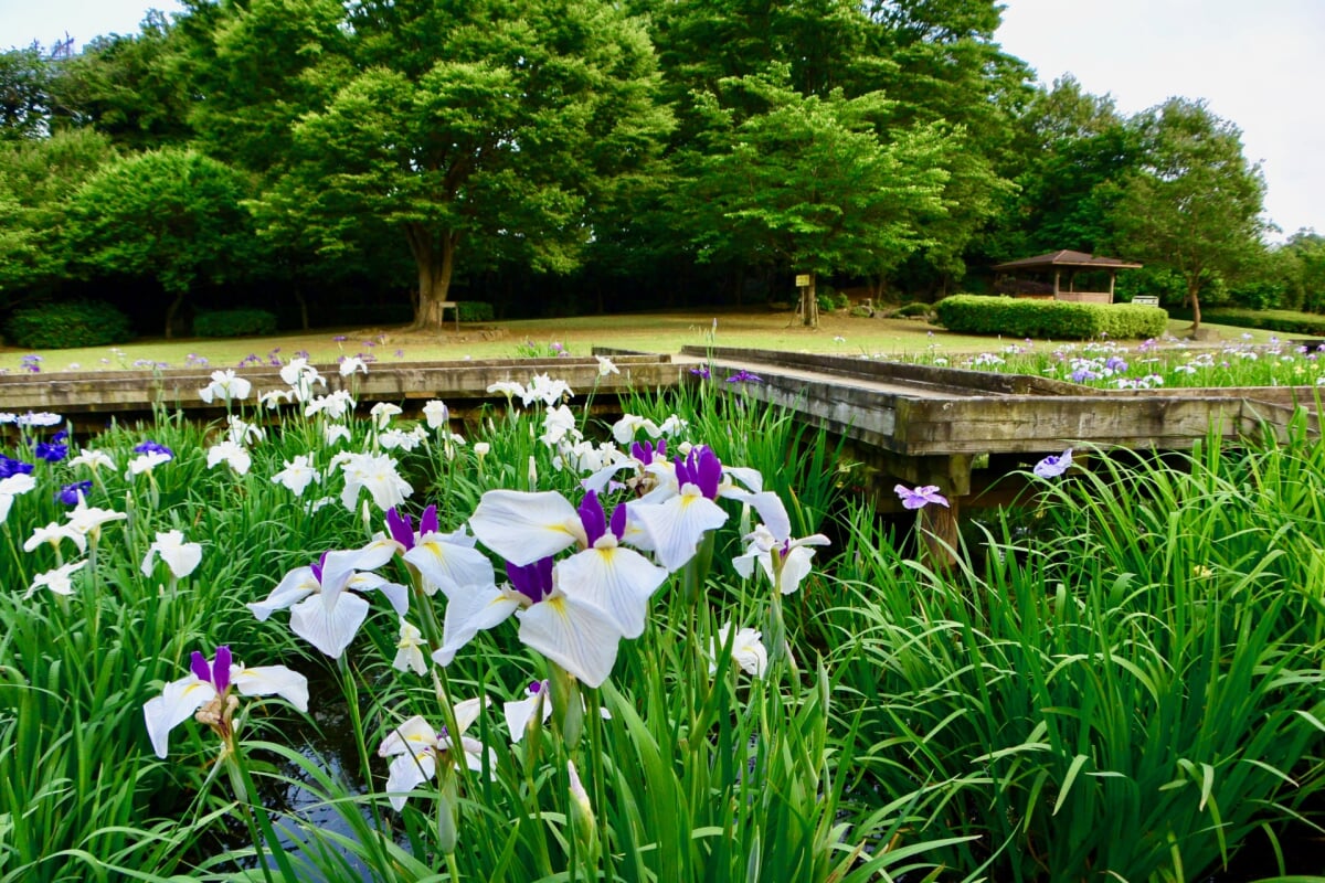  山崎公園(せせらぎ菖蒲園)の写真 