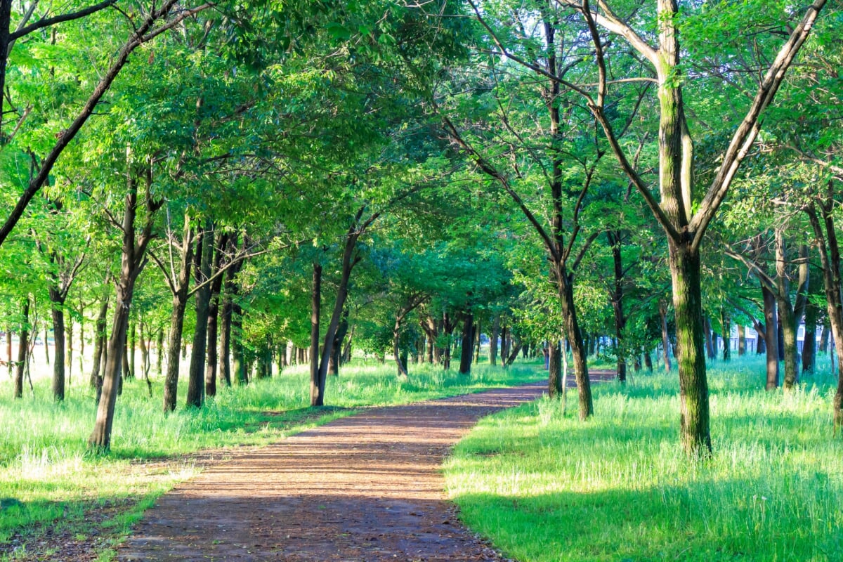 びん沼自然公園の写真 