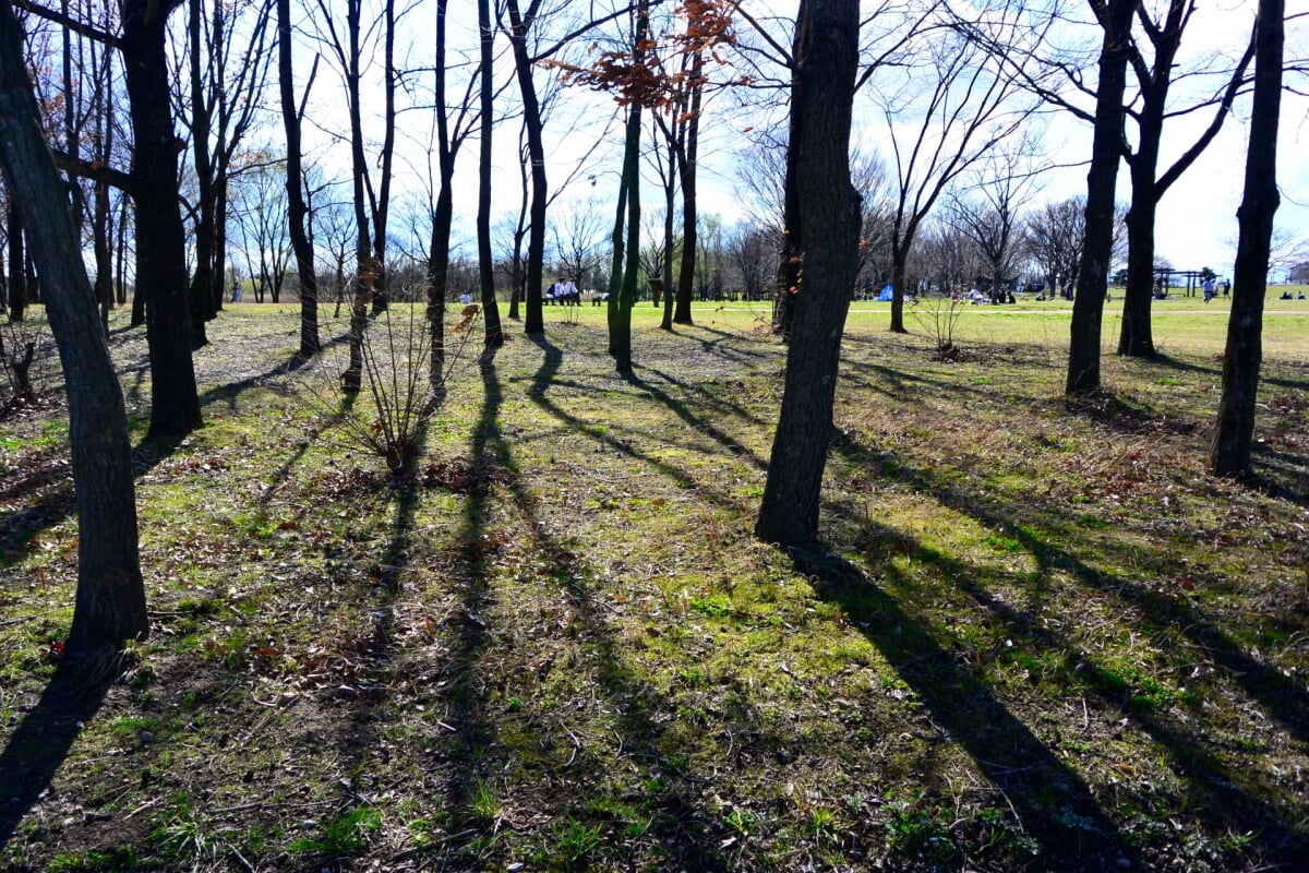 びん沼自然公園の写真 