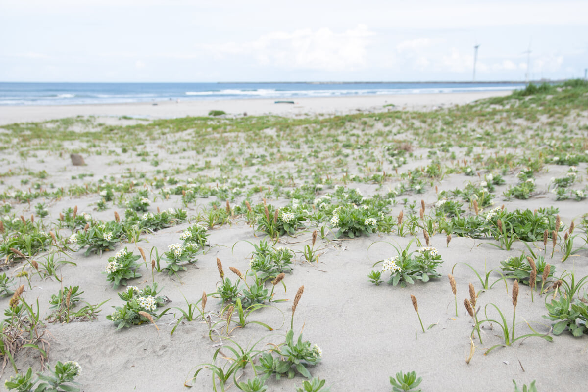 波崎海岸砂丘植物公園の写真 ©Σ64(CC BY 4.0)