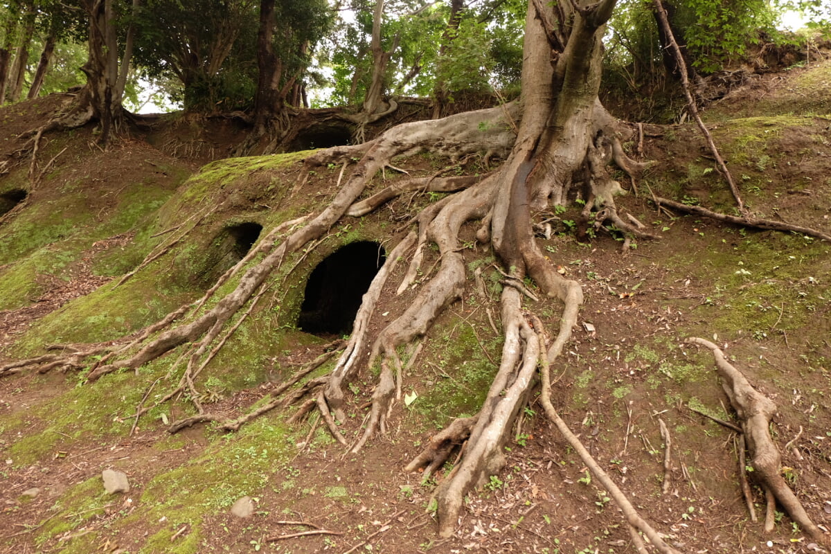 柏谷横穴群の写真 ©時計うさぎ(CC BY-SA 4.0)