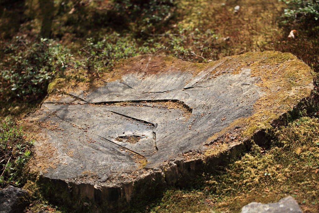 古峯園の写真 ©TANAKA Juuyoh (田中十洋)(CC BY 2.0)