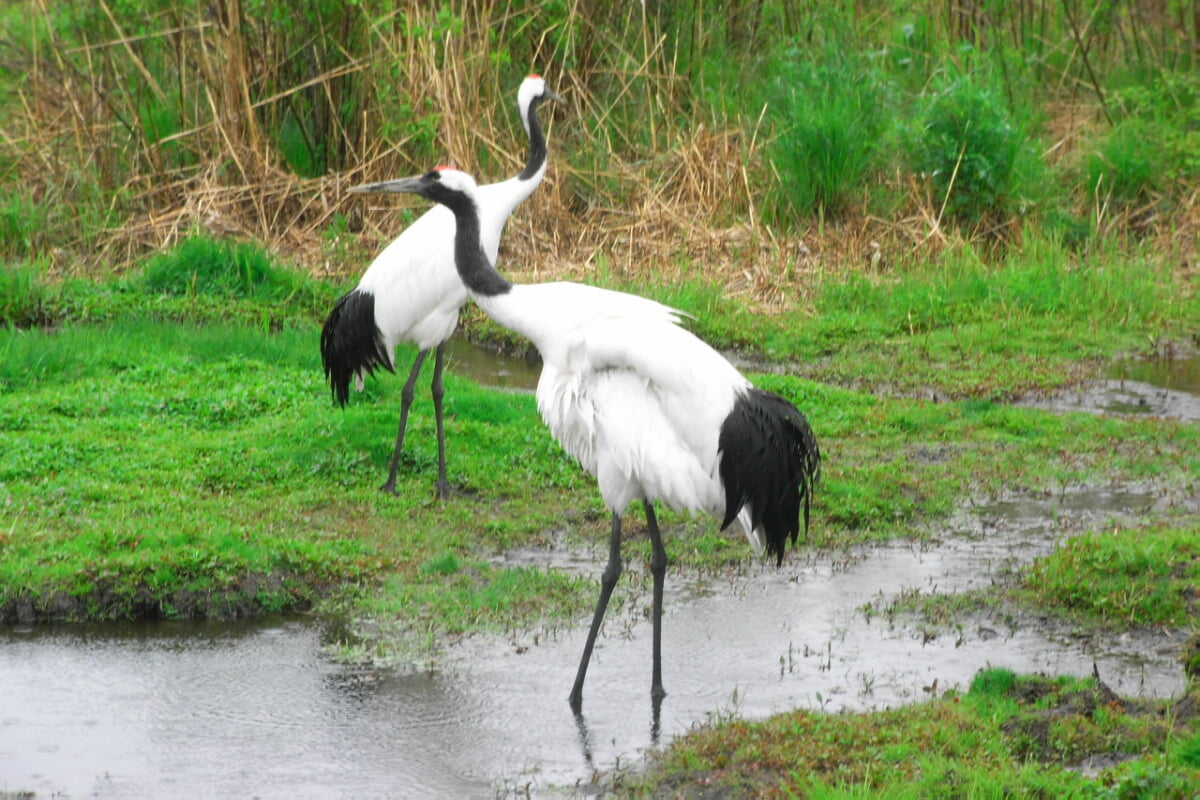 丹頂鶴自然公園の写真 ©Yamaguchi Yoshiaki from Japan(CC BY-SA 2.0)