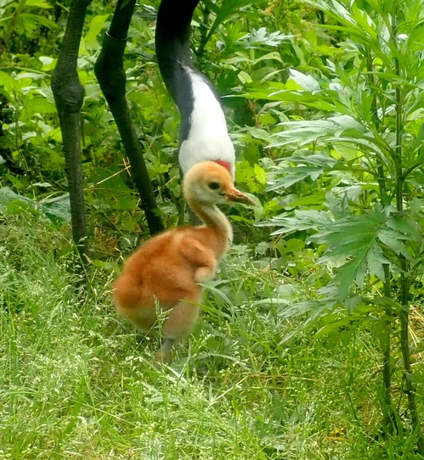 丹頂鶴自然公園の写真 ©--あおもりくま（Aomorikuma） 2020年6月21日 (日) 09:25 (UTC)(Public domain)