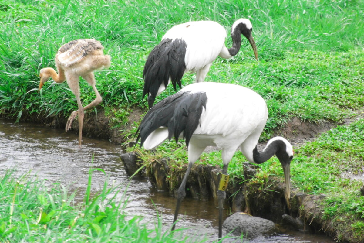 丹頂鶴自然公園の写真 ©Yamaguchi Yoshiaki from Japan(CC BY-SA 2.0)