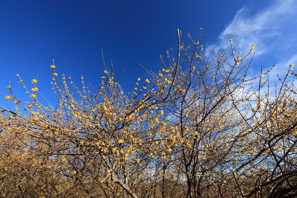 ろうばいの郷の写真 ©TANAKA Juuyoh (田中十洋)(CC BY 2.0)