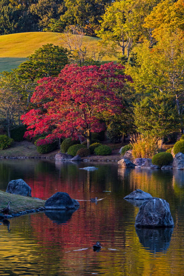 万博記念公園 自然文化園・日本庭園の写真 ©Laitche(CC BY-SA 4.0)