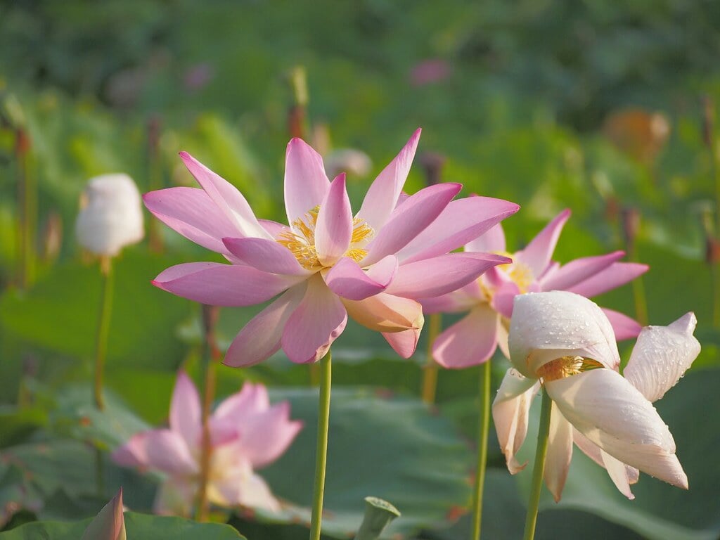 万博記念公園 自然文化園・日本庭園の写真 ©L_e_n(CC BY 2.0)