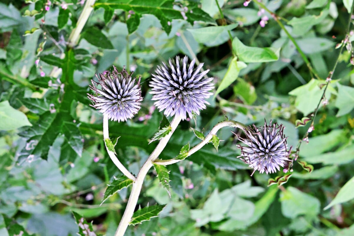 阿蘇野草園の写真 