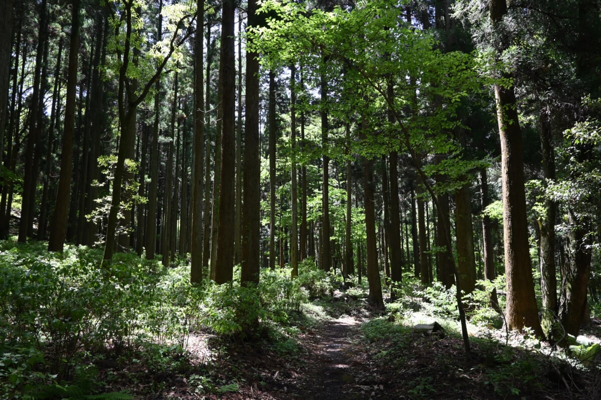 阿蘇野草園の写真 