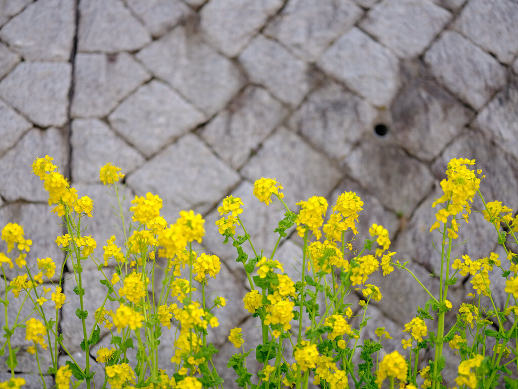 隅田公園の写真 ©Zengame(CC BY 2.0)